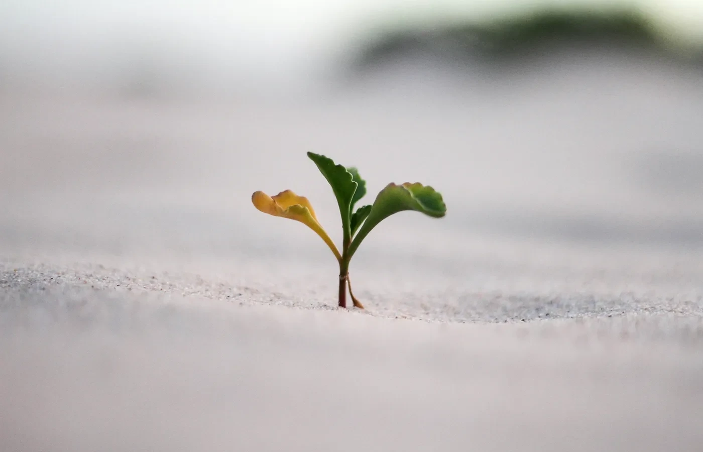 A sprout coming out of a sandy soil