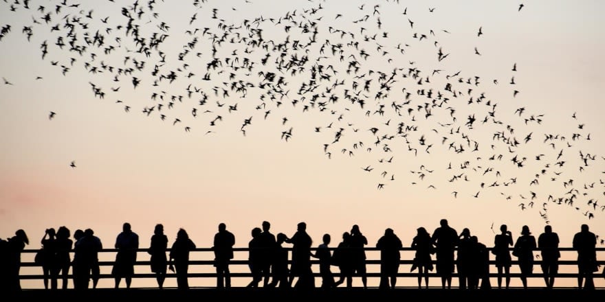 Austin Bats picture from http://www.batsinaustin.com/
