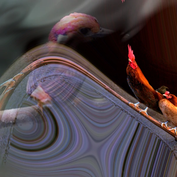 a chicken expanding and merging with a different bird