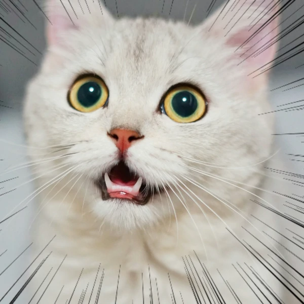 a cat with surprise lines