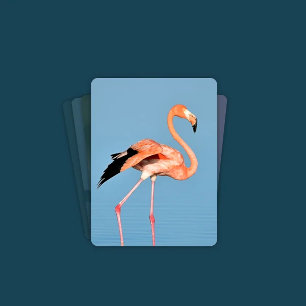 Stack cards. The top one is a flamingo.